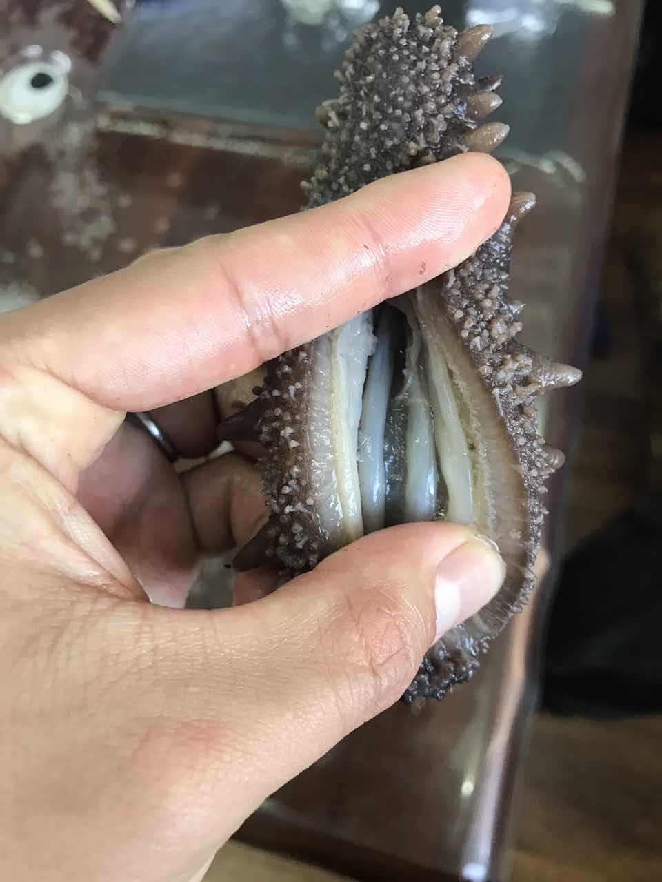 Dalian sea cucumber Instant sea cucumber Live sea cucumber Taste
