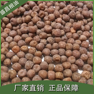发现麻雀豆的人叫什么