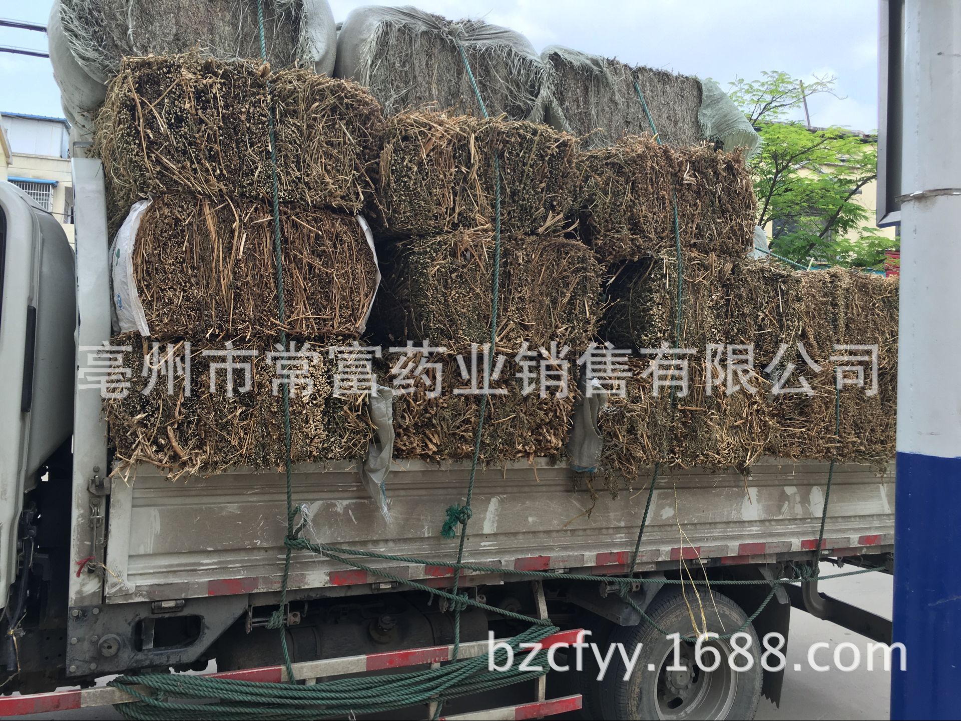 Dried Motherwort Herb Yi Mu Cao 500g Whole Cut Chinese Herbal Decoction Ingredient in use