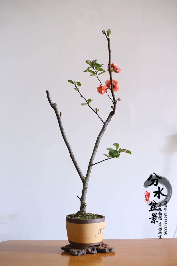 海棠2