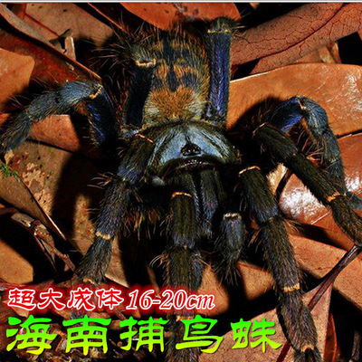 海南捕鸟蛛活体最凶猛的宠物蜘蛛足展18-20cm高巨大黑地老虎现货