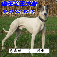 【灵提狗】_灵提狗品牌/图片/价格_灵提狗批发_阿里巴巴