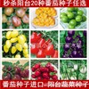 Cherry tomato seed red pearl balcony tomato small tomato virgin fruit potted vegetable seeds seasons sowing