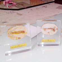 ������͸��ˮ���z��肘˱���悁�������ˇ悼�ˮ���z����ˇƷ