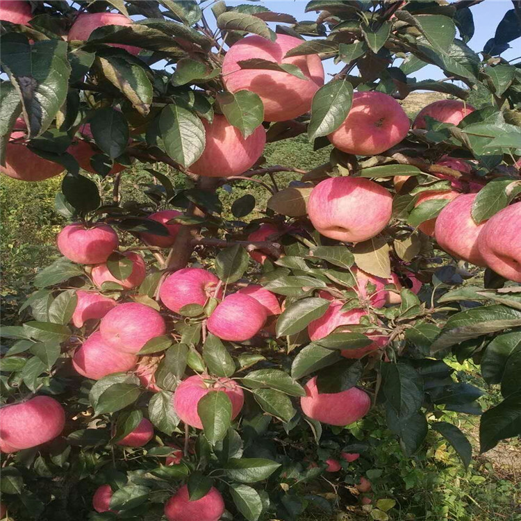 QQ图片20161025102139