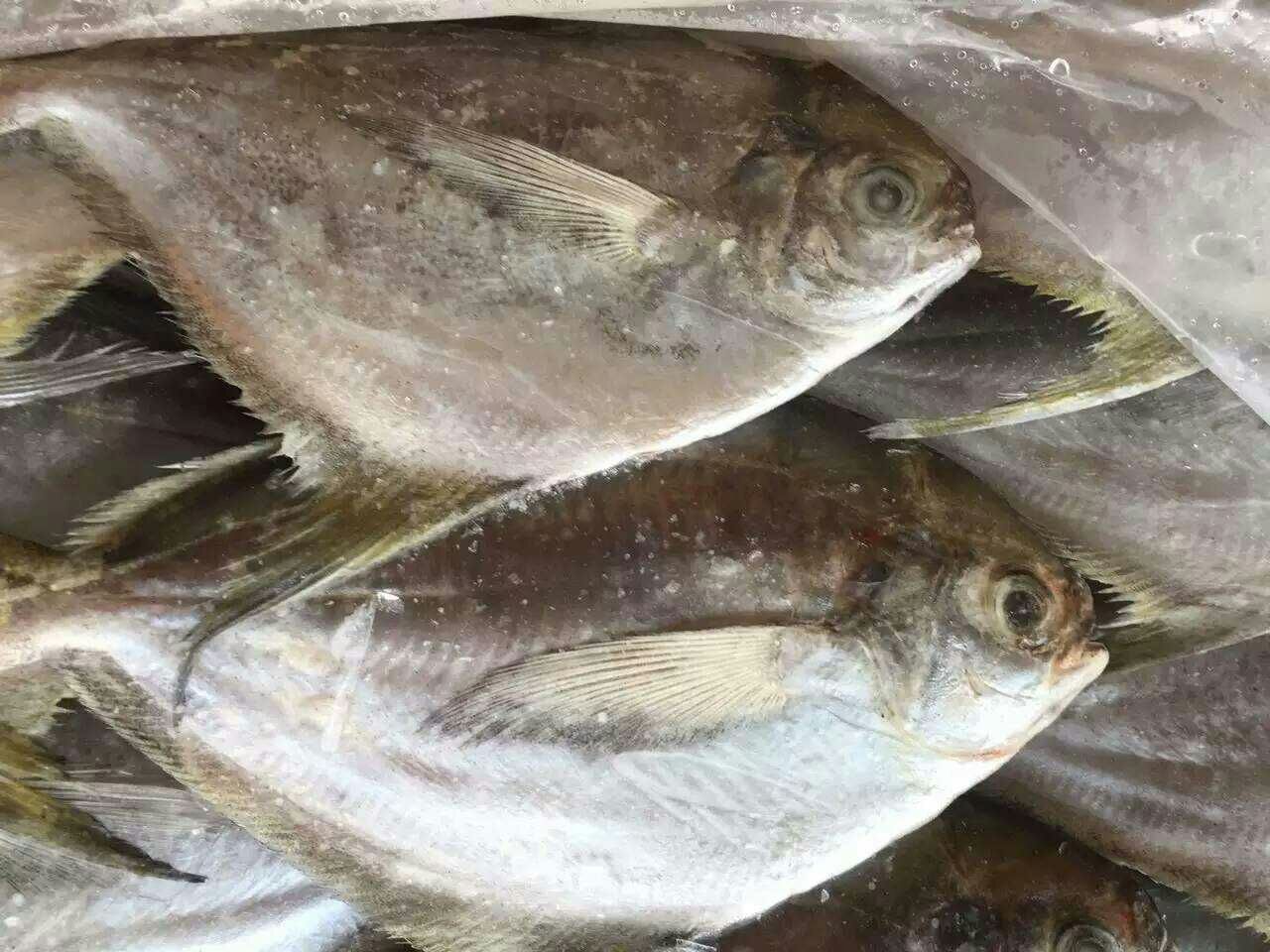冷冻鱼批发