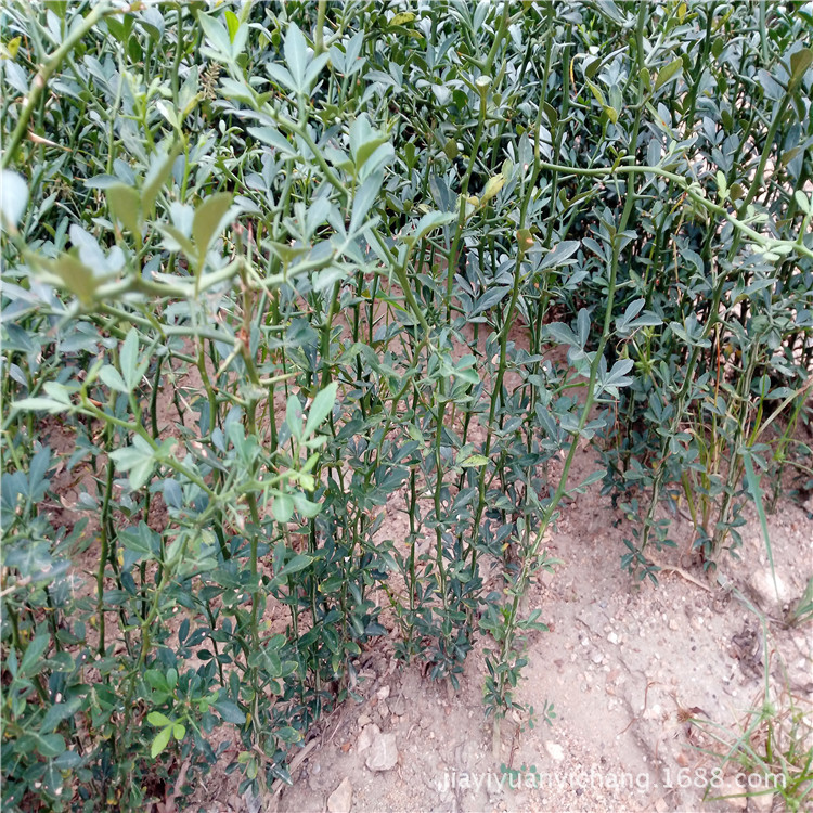 枸橘别名,枸橘的别名,枸橘(第8页)_大山谷图库