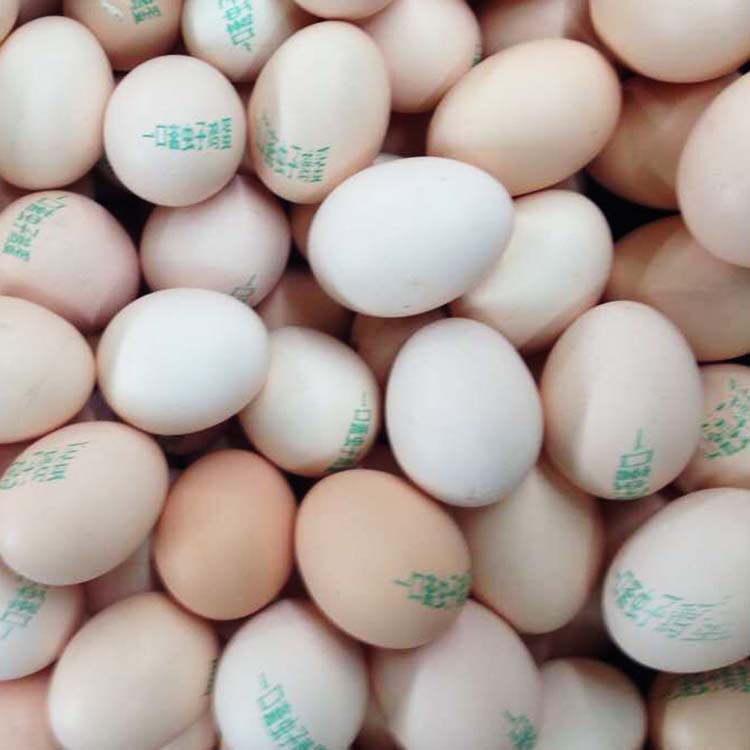 口斋虫子鸡蛋 鸡蛋批发 土特产鸡 蛋无菌鸡蛋 甘
