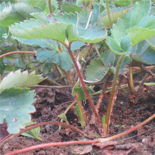 草莓树图片_草莓树图片大全 - 阿里巴巴海量精