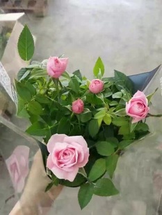 Base Direct Sales Ornamental Florals Balcony Flowering Plants Flower Potted Roses