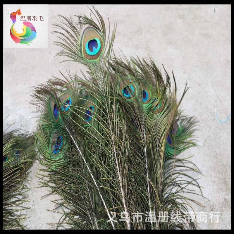 温册羽毛现货大量销售孔雀毛70-80cm印度天然兰孔雀开屏尾加长详情图11