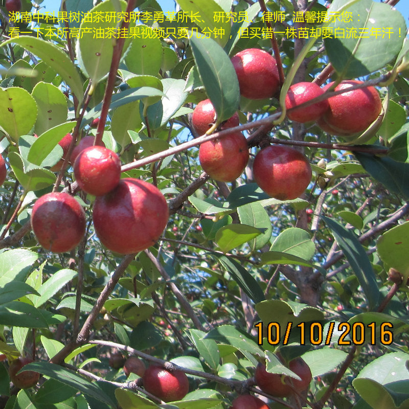 浙江優質茶樹 高産湘林油茶苗 湖南油茶樹 長沙油茶嫁接苗批發