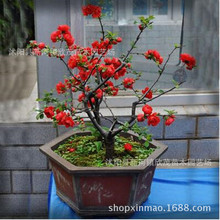 海棠盆栽 海棠苗造型盆景 垂丝西府海棠盆栽树桩庭院盆栽包邮