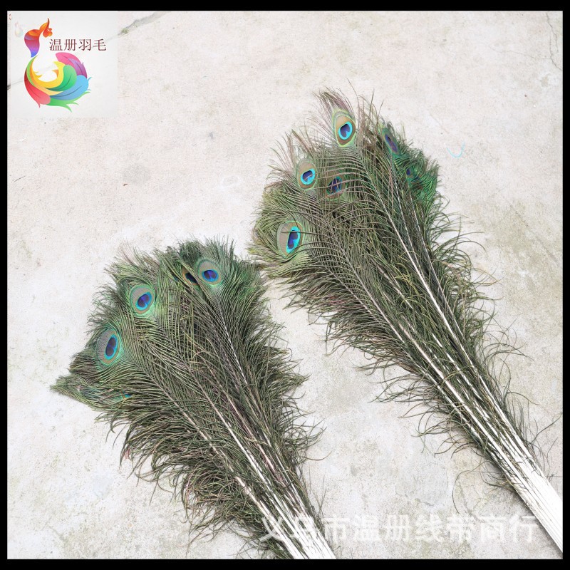 温册羽毛现货大量销售孔雀毛70-80cm印度天然兰孔雀开屏尾加长详情图16