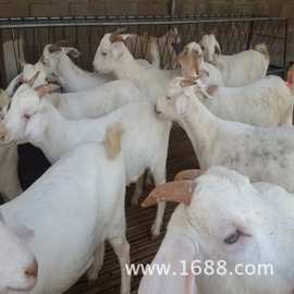白山羊出售 白山羊价格 白山羊养殖场山羊价格