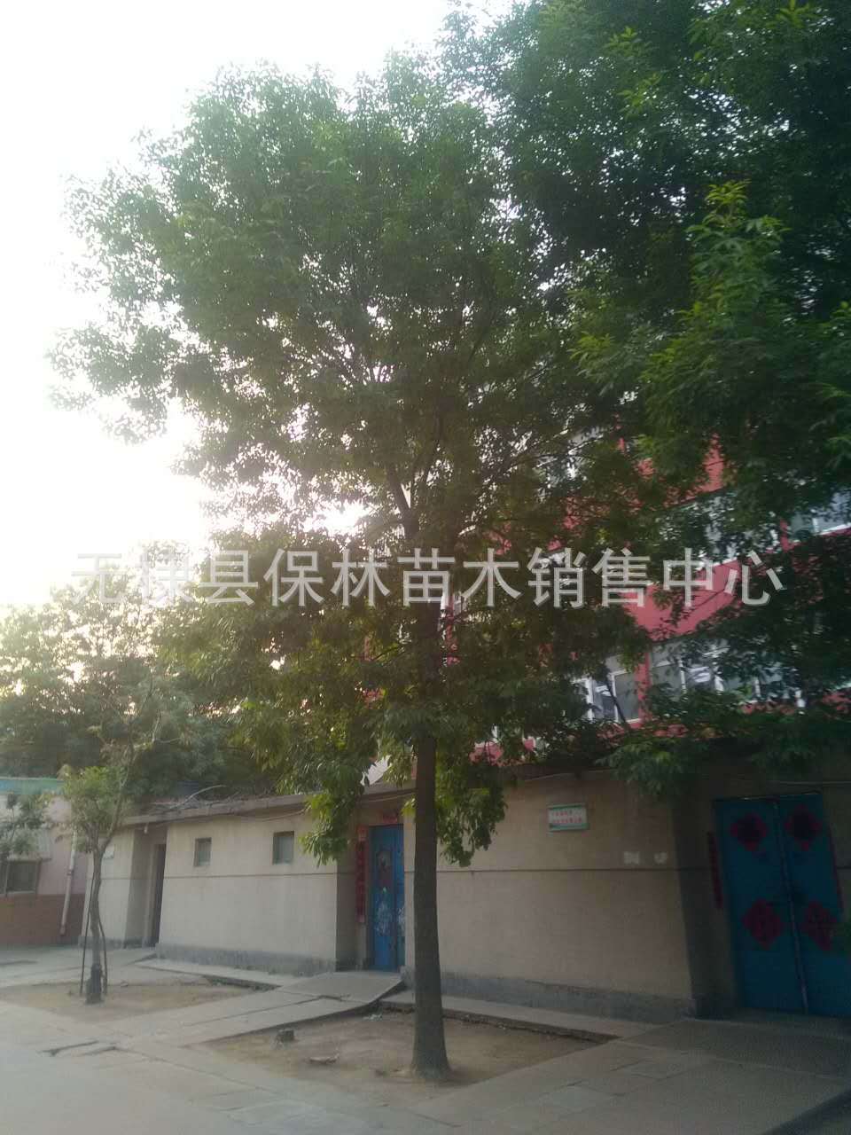 25公分白蜡5