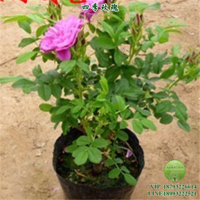四季玫瑰 紫枝 红 粉 白色 耐寒 耐旱 营养钵杯 园林 工程绿化|ru