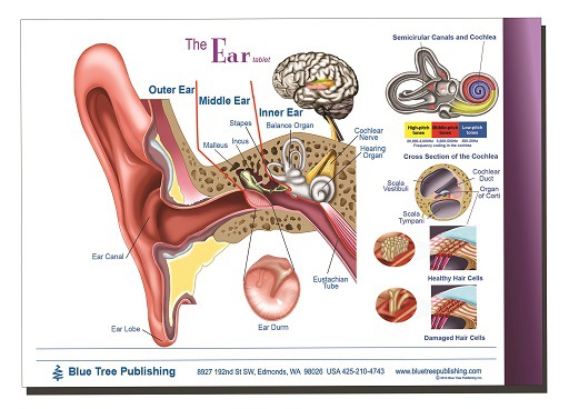 1EAR table