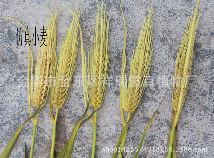 XRB-137 单枝小麦6叶1穗1米5