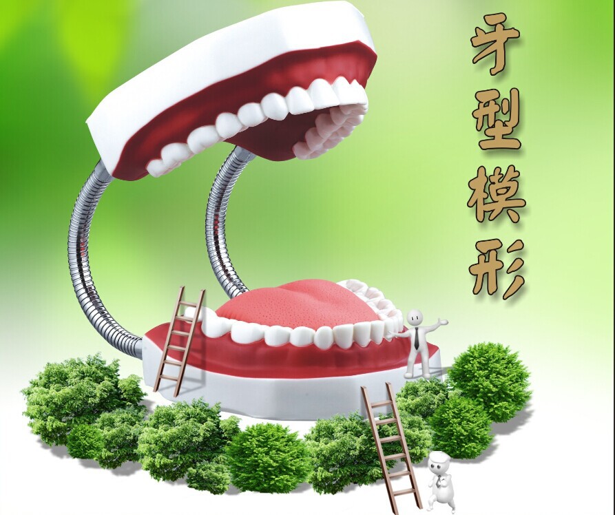 牙形模型维护模型教学课用品仿真牙齿健康口腔护理搪胶工艺