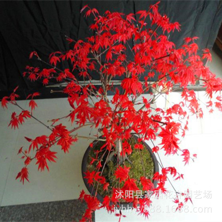 日本红枫苗批发 红舞姬苗 红舞妓 红枫小苗 风景树 绿化工程苗木