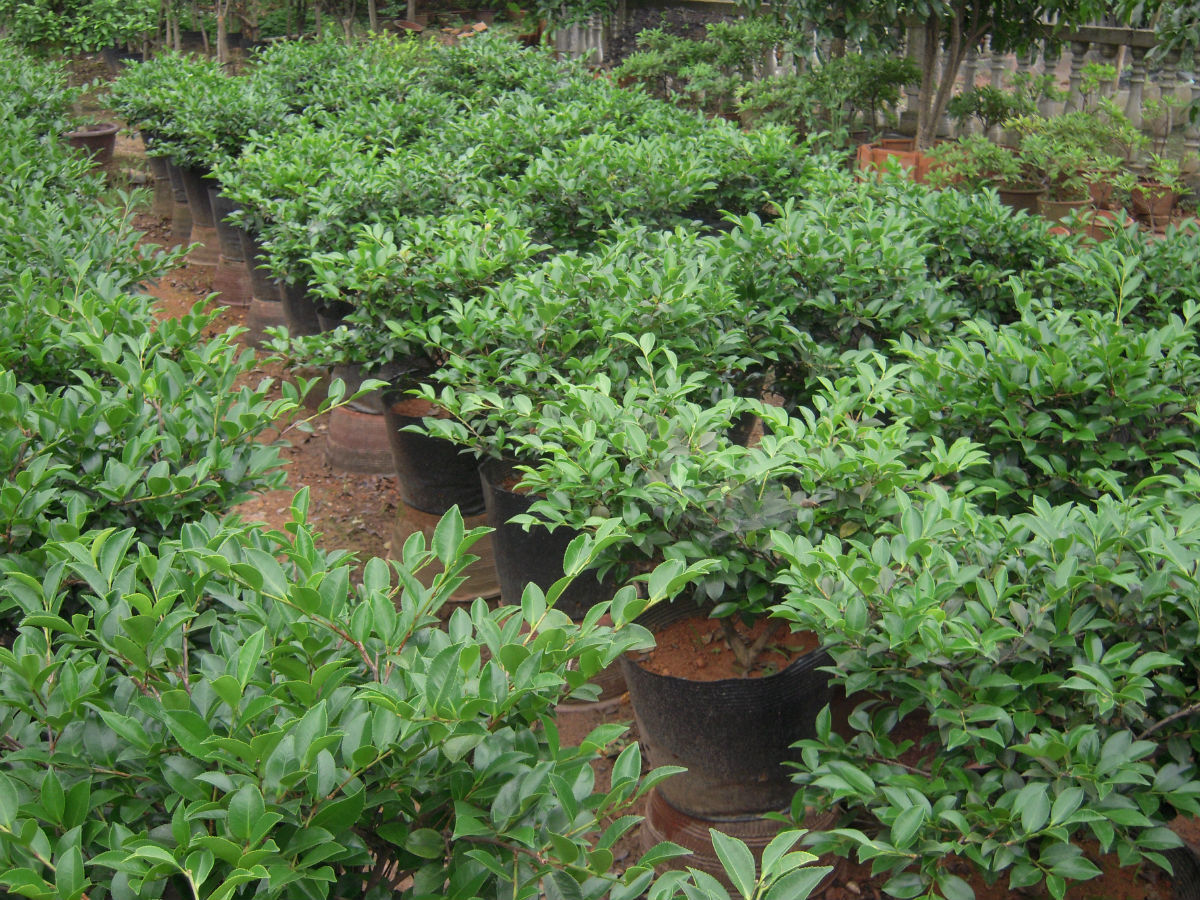 314e251f95cad1c8358feeb37f3e67