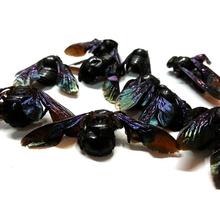 竹蜂价格_最新竹蜂价格\/批发报价_竹蜂多少钱