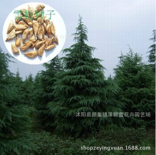 Wholesale Forest Tree Seeds Newly Harvested Indian Cedar Seeds Evergreen in All Seasons Guaranteed Quality and Quantity High Germination Rate