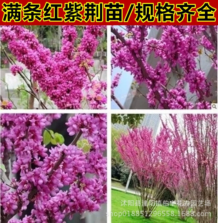 Саженец баухинии саженец баухинии полный красный двор цветущие растения цветы озеленение проект саженцы саженец баухинии