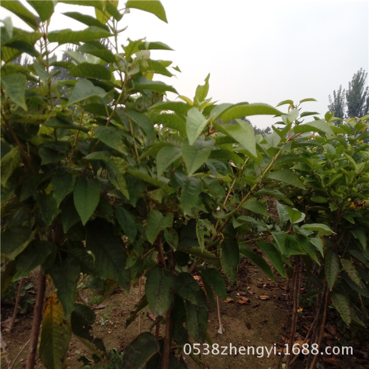 果树-美早樱桃苗 美早樱桃苗亩产多少斤 美早樱