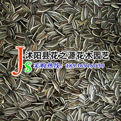 批发大花向日葵种子 葵花籽种子 别称:向阳花 观赏食用型|ru