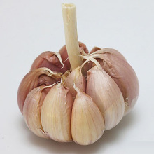 大蒜种价格_今日最新大蒜种价格行情走势