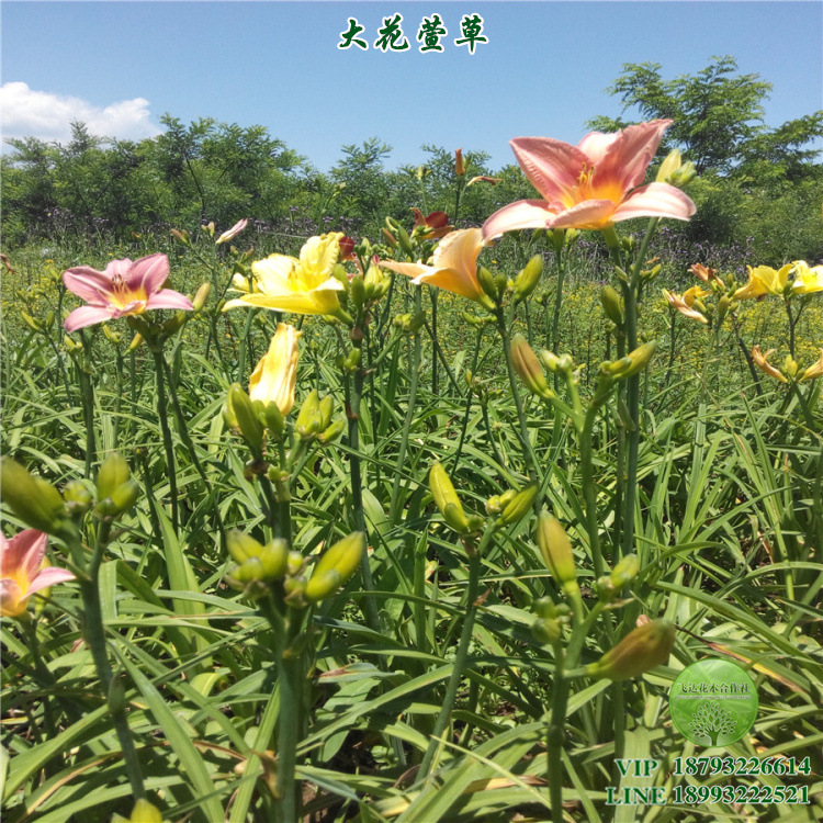 大花萱草 金黄红粉紫红色 香槟色 夏季开花 耐寒 耐旱 宿根批发