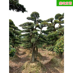 ���l�����ܘ� ��Ʒ���͈@�ֹ��̾G����ľͥԺ���G��ľ ����ֱ�N