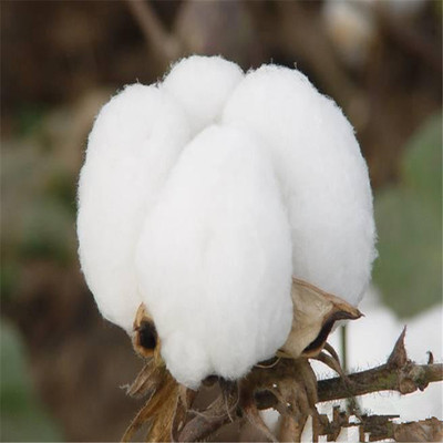 Place of Origin supply Cotton Cotton indoor Decorative belt Cotton protect Cotton velvet Source of goods Complete