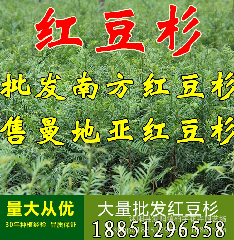 Таксус саженцы Taxus Mairei саженцы таксус медиа саженцы комнатный балкон Зеленый Бонсай