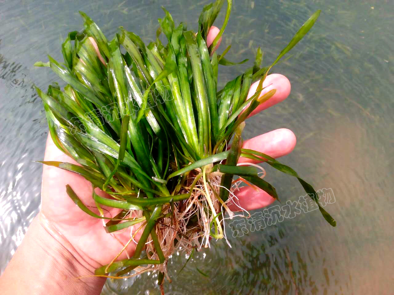 假福王草：五峰后河国家级自然保护区 - 中国自然保护区生物标本资源共享平台