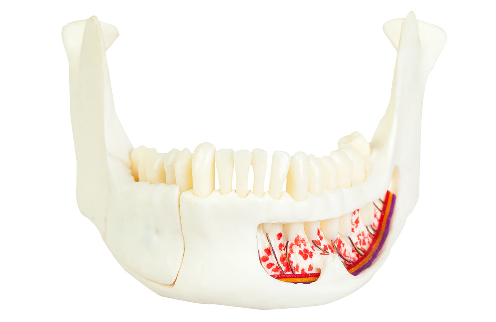 1000-2-ASK-02-Jaw-Bone-Model-(