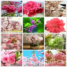 新采日本樱花种子/樱花树/阳台盆栽花卉  樱花盆景多品种选择