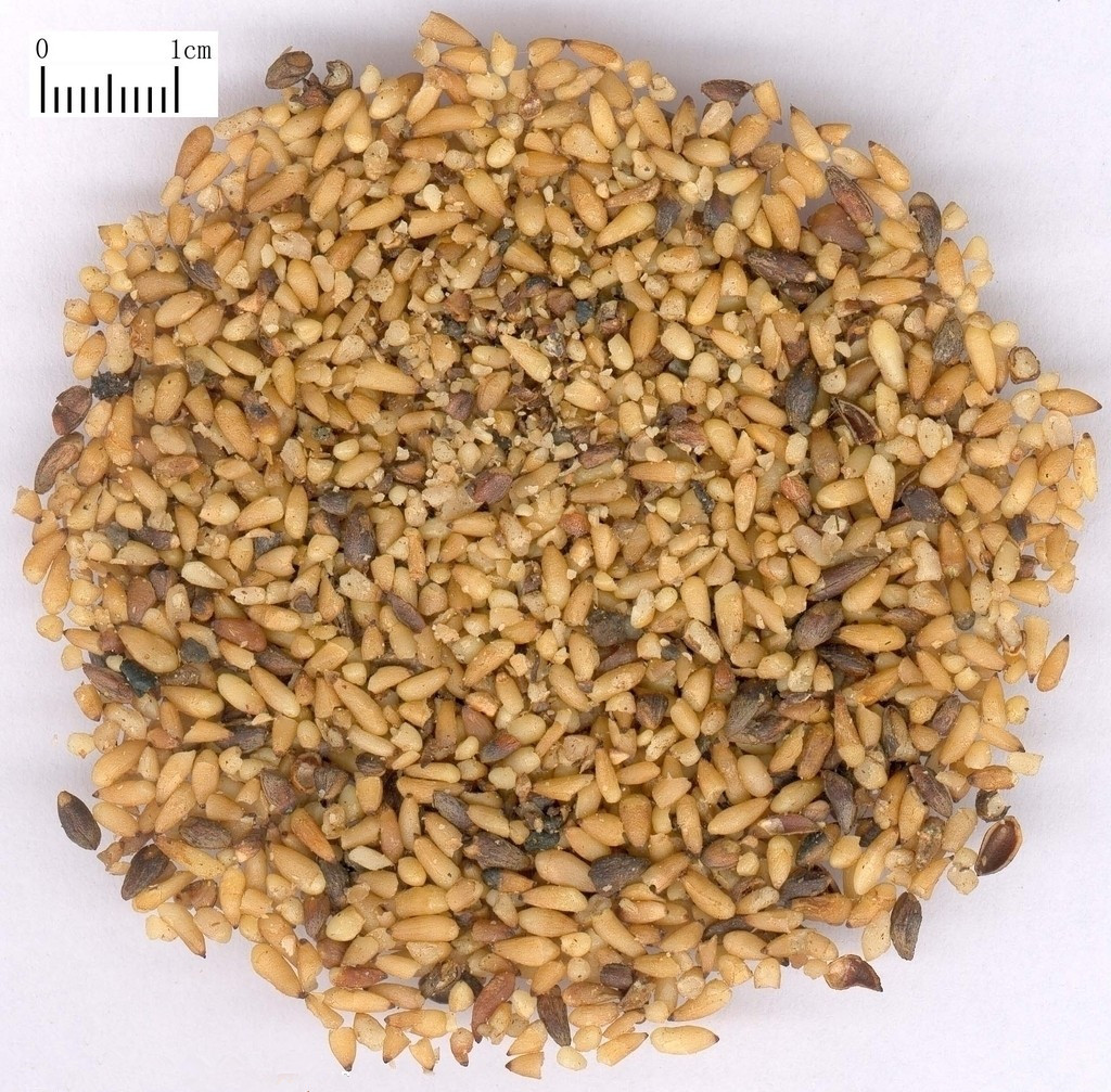 柏子仁粉 侧柏仁纯粉 柏子仁浓缩粉 西安 森冉生物-食品商务网