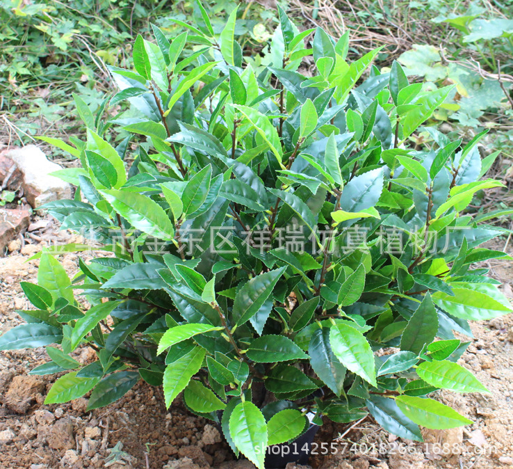 XRS-130盆栽10杆毛尖茶叶树（团山种）713叶2
