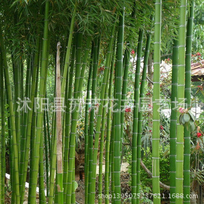 供应绿植竹子盆景，室内庭院园林绿化首选