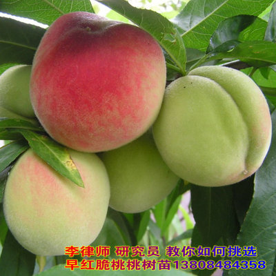 Guangdong Peach seedlings wholesale Precocious Peach New varieties Peach seedlings Jinhua Baitao Fruit tree seedlings