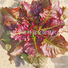 Red Cloud Lettuce seed leaves with lettuce seeds, purple, red bitter chrysanthemum, oily wheat vegetables, eaten dipped sauce vegetable seeds four seasons