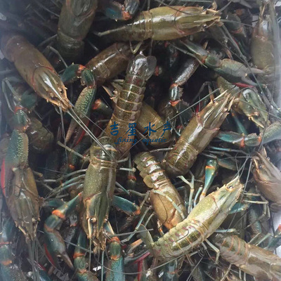 澳洲淡水龙虾 红螯虾 虾苗