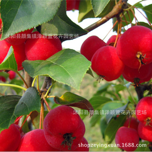 ����ֱ�N���⺣�Ĺ����� ���Ę� ���Ĺ� ������