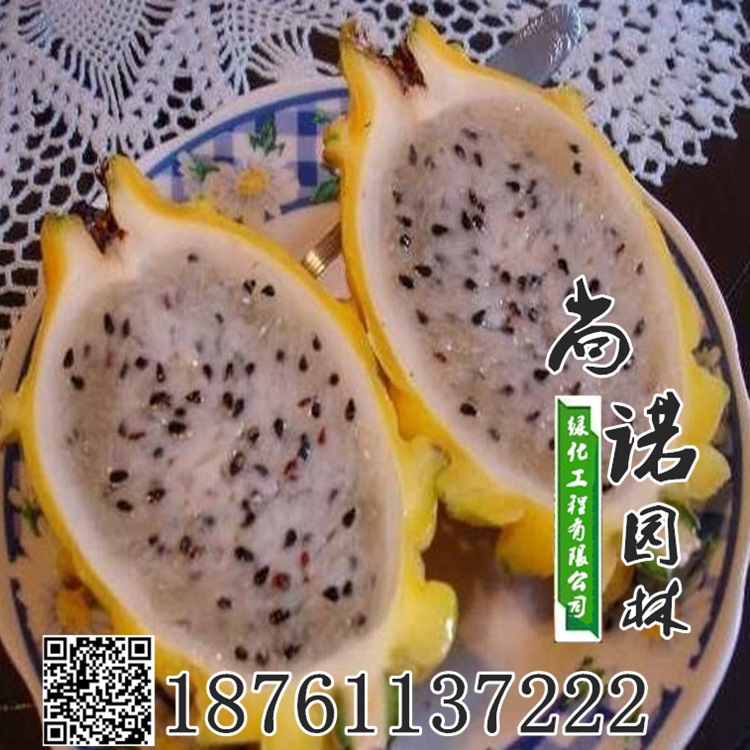 火龙果树苗_特价黄皮火龙果当年结果黄皮火龙