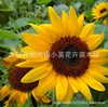 Dwarf -sunflower seed flower and grass seeds edible germination rate High toy bear sunflower