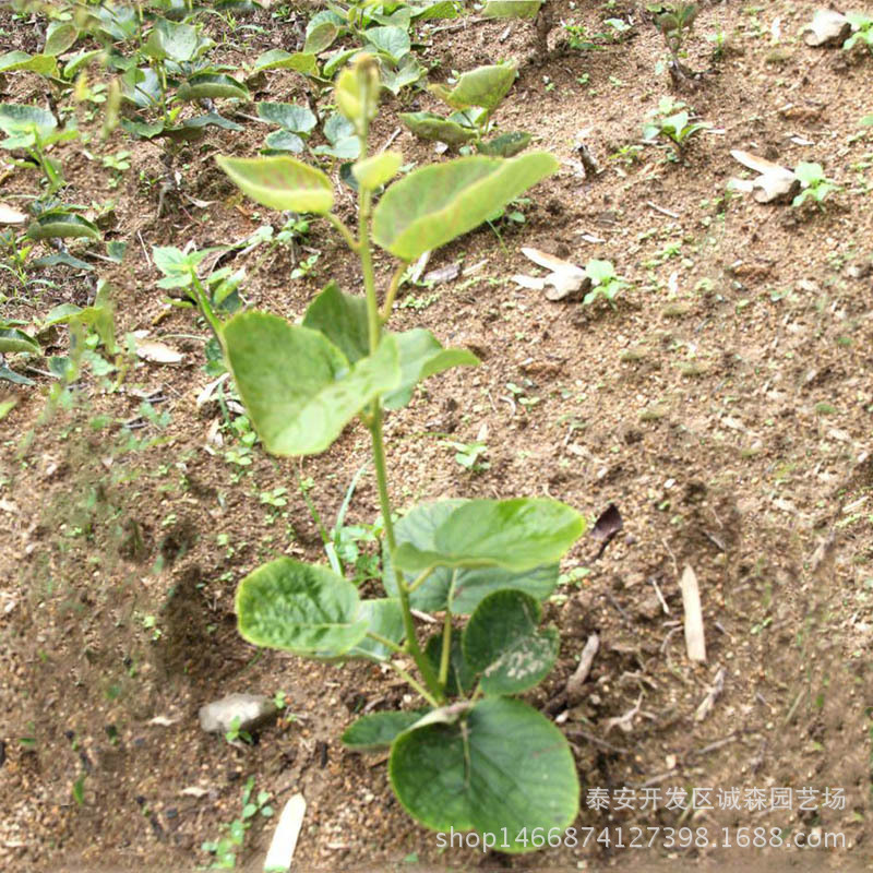 龙藏红猕猴桃苗品种怎么样 果树栽植技术 猕猴