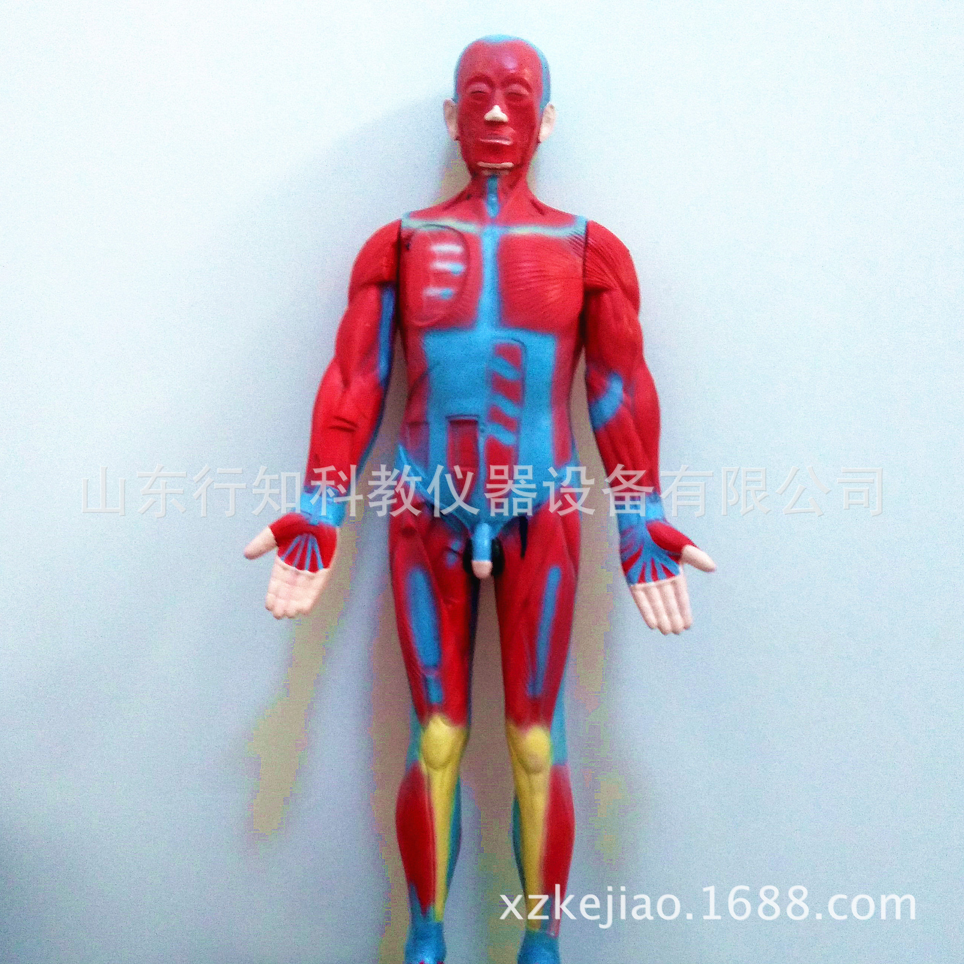 人體肌肉模型13